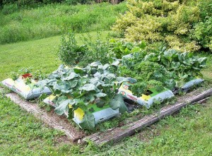 Grow-Bag-Gardening