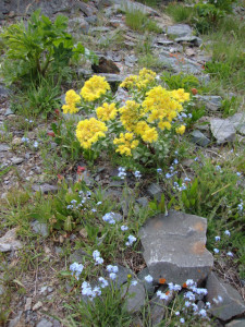 Rhodiola roseaMongolia 457