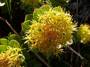 Rhodiola#3