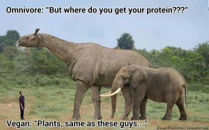 Where do you get your Protein