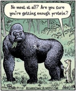 protein#2